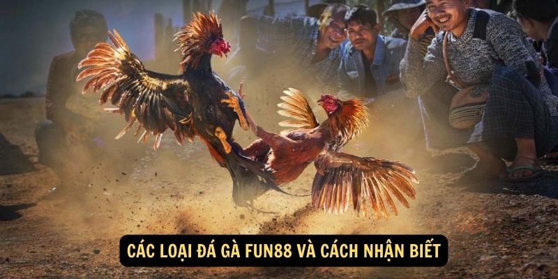 Đá gà FUN88:Hướng dẫn chơi đá gà FUN88 2 Các loại đá gà FUN88 và cách nhận biết