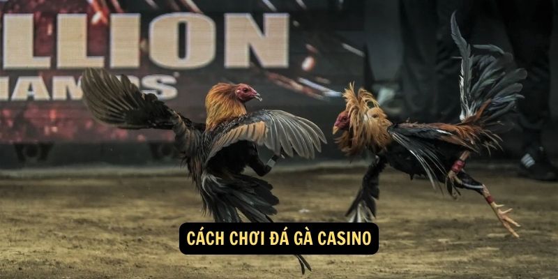 Đá gà casino FUN88: 3 Mẹo bắt kèo từ người chơi kinh nghiệm 5 Cách chơi đá gà casino