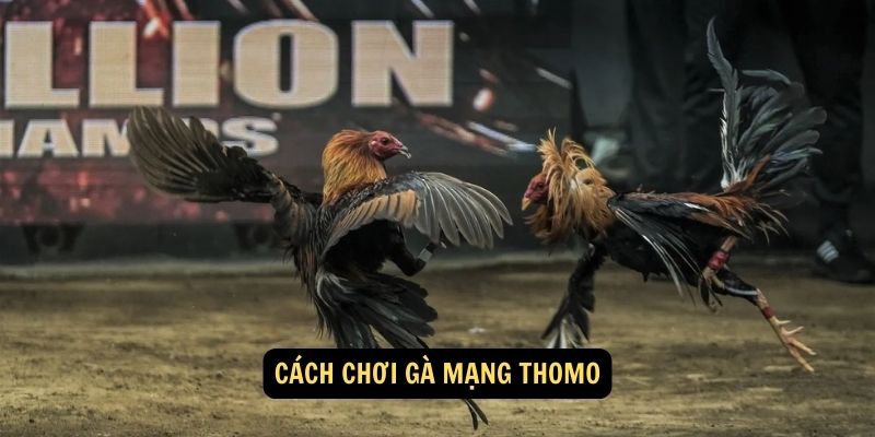 Gà mạng thomo FUN88: Kịch Tính, Hồi Hộp Từng Giây Phút 5 Cách chơi gà mạng thomo