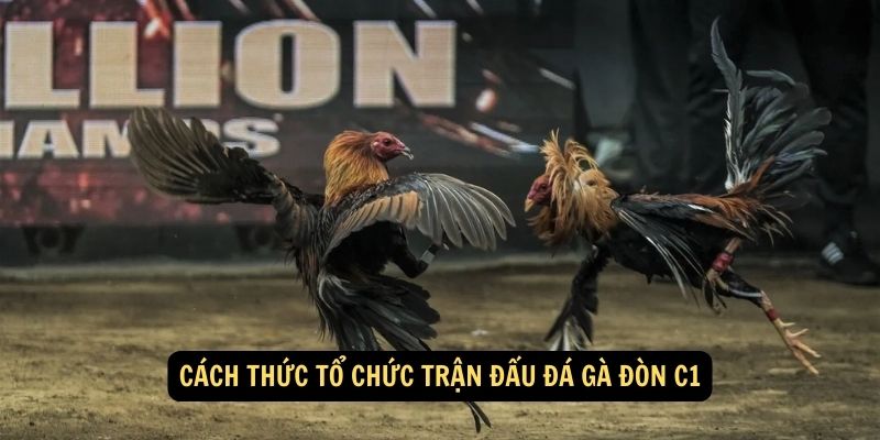 Đá gà đòn C1 FUN88: Cách nhận biết " Vua lỳ đòn" 2024 5 Cách thức tổ chức trận đấu đá gà đòn C1