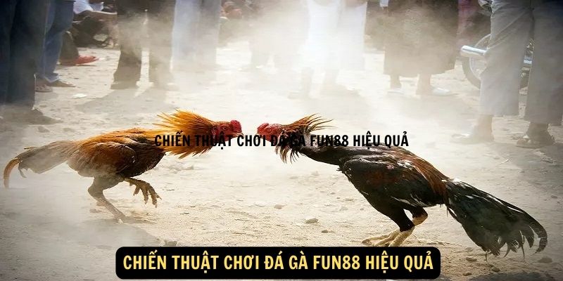 Đá gà FUN88:Hướng dẫn chơi đá gà FUN88 3 Chiến thuật chơi đá gà FUN88 hiệu quả