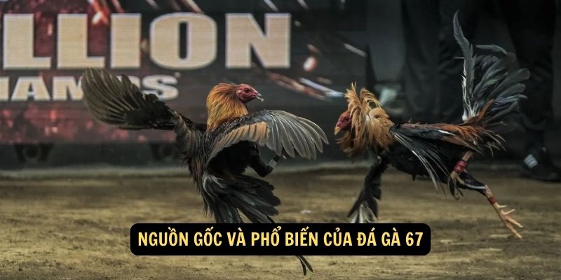 Đá Gà 67: 5 Kinh Nghiệm Bắt Kèo Từ Chuyên gia tại Fun88 5 Nguồn gốc và phổ biến của đá gà 67